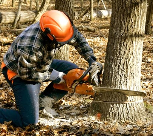 Tree Removal in Exira, IA